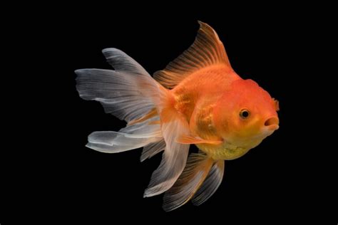 Fantail Goldfish: Info, Pictures, Care & Lifespan | PangoVet