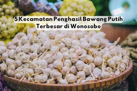 5 Kecamatan Penghasil Bawang Putih Terbesar Di Wonosobo Jawa Tengah