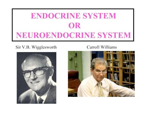 Pdf Endocrine System Or Neuroendocrine System Dokumentips