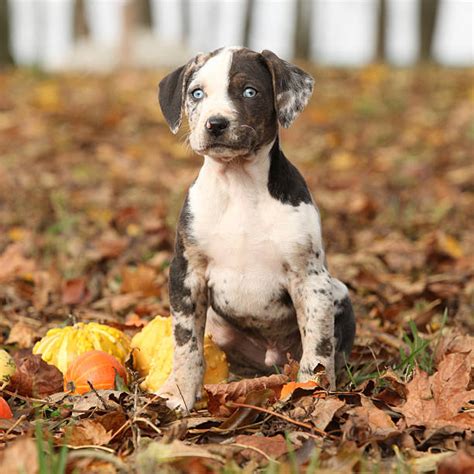 Royalty Free Catahoula Leopard Dog Pictures, Images and Stock Photos - iStock