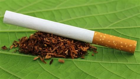Hojas De Tabaco Secas Con Cigarrillos En Hoja Verde Foto Premium