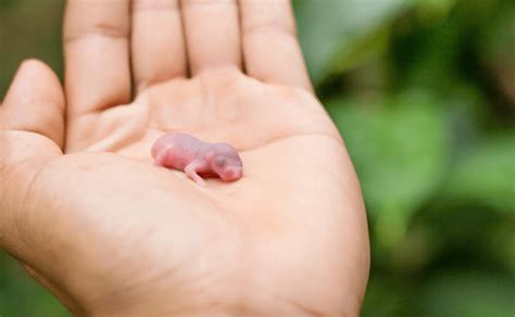 7 Surprising Baby Rat Facts You Probably Didnt Know Animal Corner