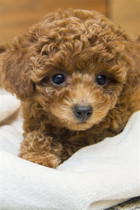 Poodle Puppies (20+ Perfect Pups) - Talk to Dogs