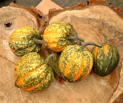 CUCURBITA CELEBRATION - Muller Seeds