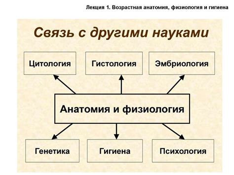 Возрастная анатомия, физиология и гигиена (лекция 1) - презентация онлайн