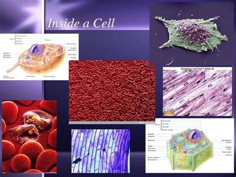 Inside A Cell Ppt Download