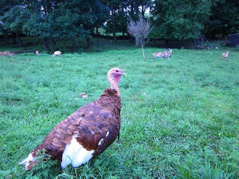 Premium Photo Bourbon Red On Green Field