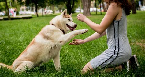 Cómo funcionan los seguros para perros Preguntas frecuentes