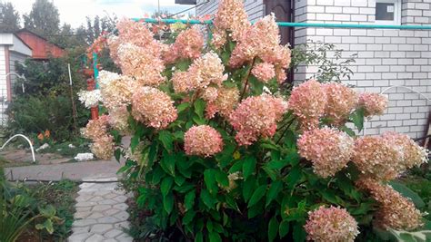Гортензия Грандифлора (Hydrangea Grandiflora): описание и фото | блог ...