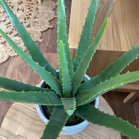 Artificial Aloe Vera 3 Sizes The Outdoor Look