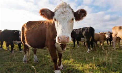 Karan Swiss Cow