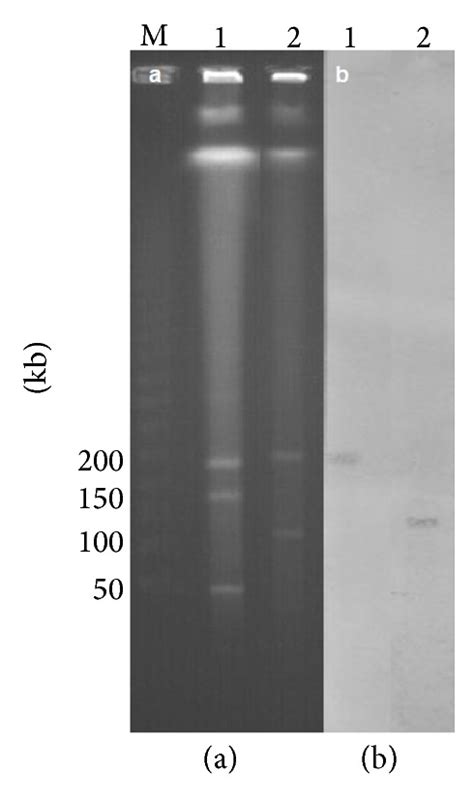 Clonality And Resistome Analysis Of Kpc Producing Klebsiella Pneumoniae