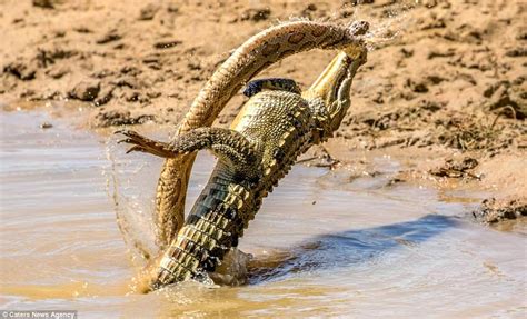 Mighty crocodile defeats a deadly viper in epic battle in Sri Lanka