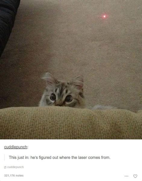 20 Cat Posts On Tumblr That Are Impossible Not To Laugh At