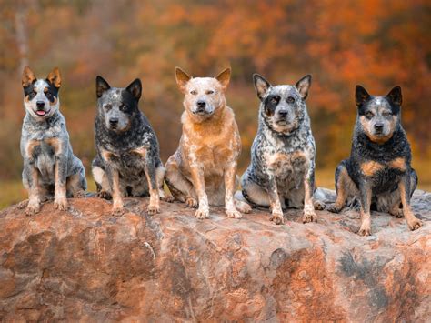 Outline Australian Cattle Dogs - Farm and Stockdog Training added a new