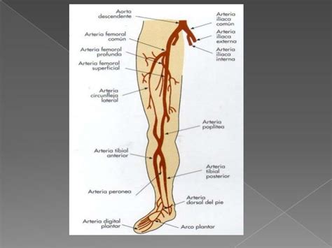 Clase Doppler Arterial De Miembros Inferiores