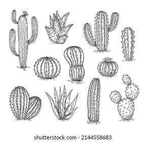 Sketch Cacti Collection Cactus Drawing Ink Stock Vector (Royalty Free ...