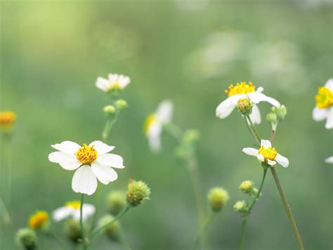 Biden alba flower in the green garden. 9346740 Stock Photo at Vecteezy