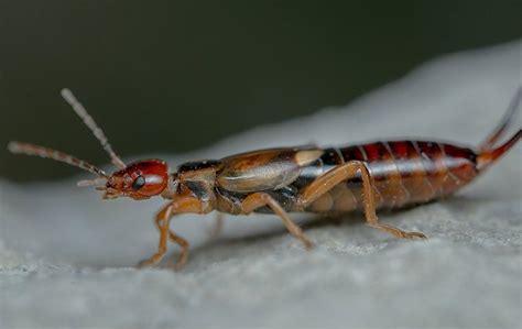 What Homeowners Need To Know About Earwig Infestations Dependable