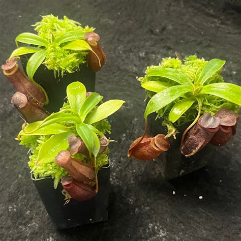 Nepenthes Mira X Tenuis Be 4070 Pitcher N Moss