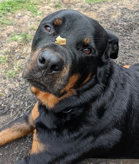 Anyone else's rottie go full derp sometimes? : r/Rottweiler