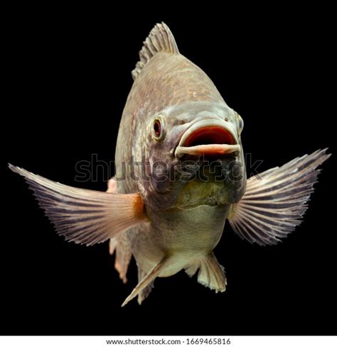 Close Up Photo White Spotted Tilapia Fish Stock Photo 1669465816
