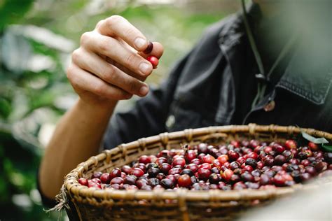 Anatomi Pokok Kopi Kopi O Panas