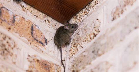 Como Eliminar Rato De Telhado - Rato de telhado: quais os perigos e como evitar infestações?