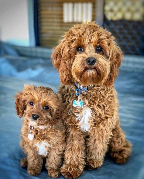 The 25 Best Maltipoo Full Grown Ideas On Pinterest Multipoo Haircuts