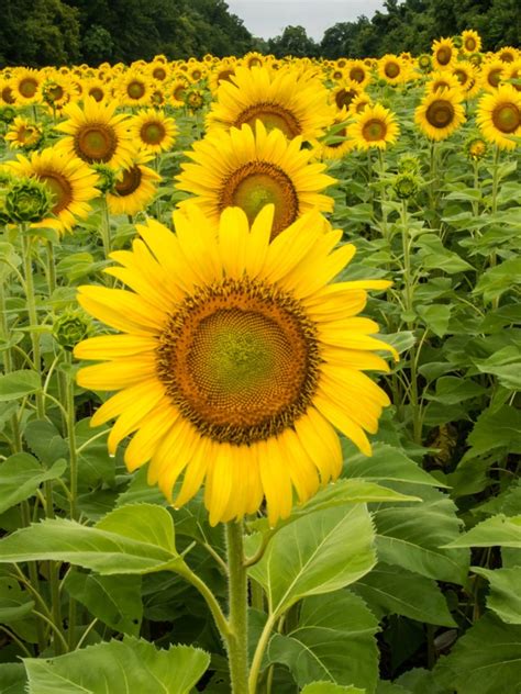 Controlling Weeds In Sunflower Fields
