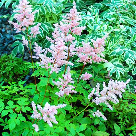 Astilbe 'Mighty Chocolate Cherry' | Astilbe | Arts Nursery Garden and ...