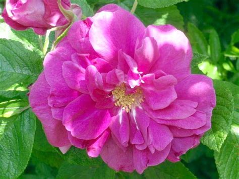 Продажа Rosa rugosa Moje Hammarberg Шиповник морщинистый Мойе ...