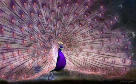 27 Best Images About Peacock Alive Pink On Pinterest Peacocks