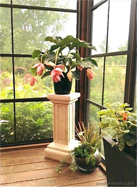 Мединилла (Medinilla)