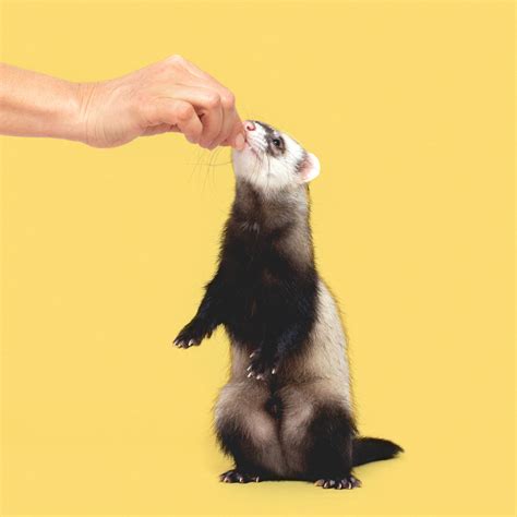 What is the Best Diet for Ferrets | Millamore.com