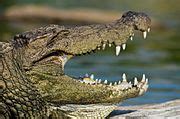 categorycrocodylus palustris   ranganathittu bird sanctuary