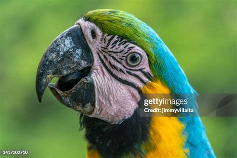 1,685 Blue Macaw Feathers Stock Photos, High-Res Pictures, and Images ...