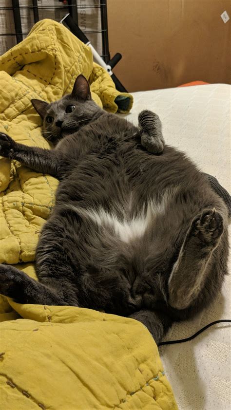 My cat is thicc : r/cutepets