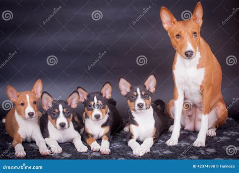 Mother Basenji Feed Her Puppies Stock Photography | CartoonDealer.com ...