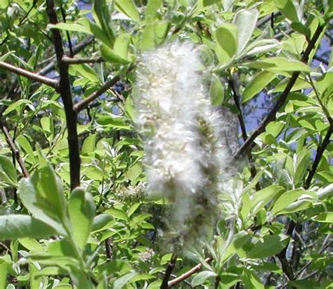 Pussy Willow Salix Discolor 25a Flowering Trees Bushes And