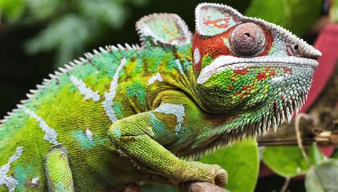How Long Does A Chameleon Live? - Online Field Guide