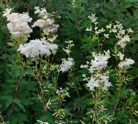 Лабазник вязолистный (Filipendula ulmaria `Variegata`) - Лабазник ...