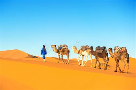 Caravane De Chameau Passant Par Les Dunes De Sable Dans Sahara Desert