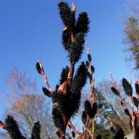 Amazon Black Pussy Willow Tree Cuttings To Grow One Of The