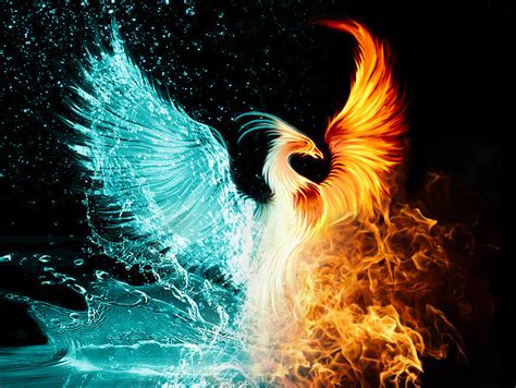 Ave fenix real, Fotos de ave fenix, Ave fenix dibujo