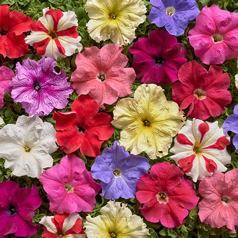 Petunia Hybrida Seeds Grandiflora Nana Seeds Big Flower Petunia