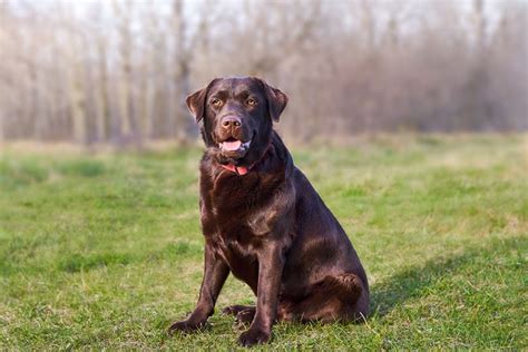 Chocolate Labrador Retriever Info Pictures Traits Facts