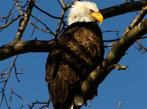 Bald Eagle Facts - Hancock Wildlife Foundation