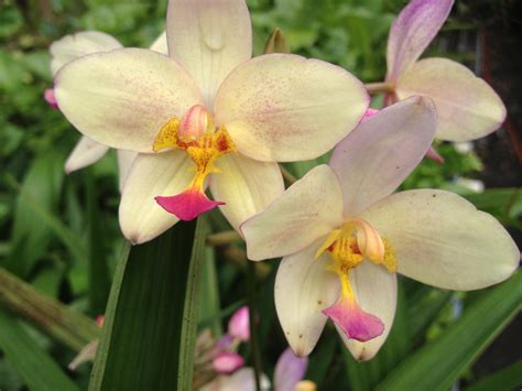 Ground Orchids Spathoglottis