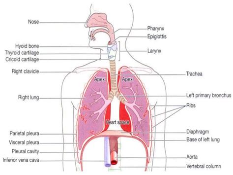 Respiratory System Drawing at GetDrawings.com | Free for personal use ...